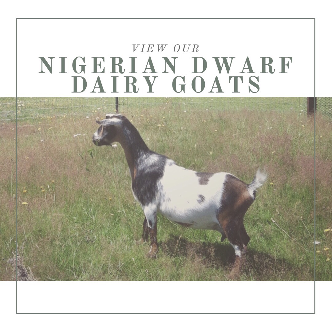 Nigerian Dwarf Dairy Goats